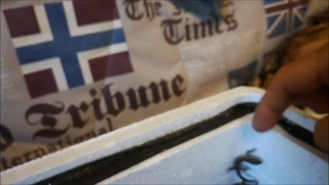 Вылупление ящерят прыткачей. Lizard Breed.