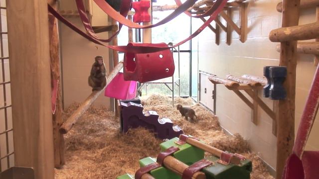 The MRC Centre for Macaques | Where and How Macaques for Research Bred смотреть онлайн