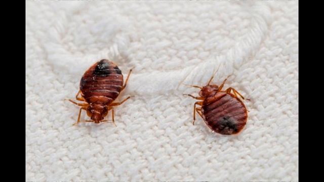 КАК ВЫВЕСТИ БЛОХ В КВАРТИРЕ смотреть онлайн