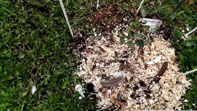 Самая Лучшая Подкормка ИРГИ Куриный Помет!!! 23 сентября 2021г. смотреть онлайн