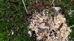 Самая Лучшая Подкормка ИРГИ Куриный Помет!!!   23 сентября 2021г.