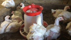 Куры бройлеры 1 месяц / Питание, содержание