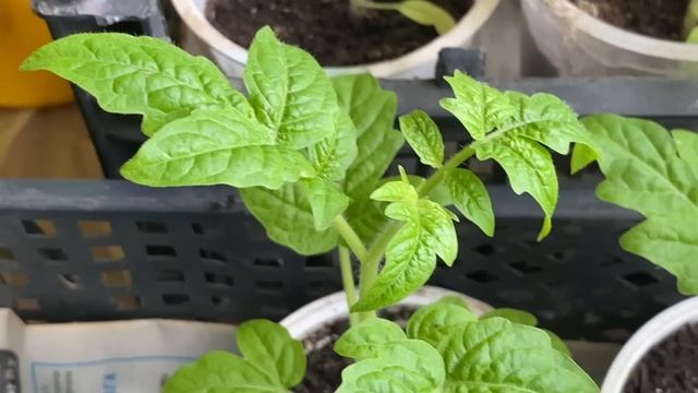 Уже Вся Наша Деревня Знает Этот Секрет! Стебель ТОЛЩЕ ПАЛЬЦА за 2 СУТОК! смотреть онлайн