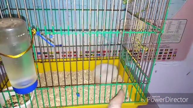 Расселили хомячков. смотреть онлайн