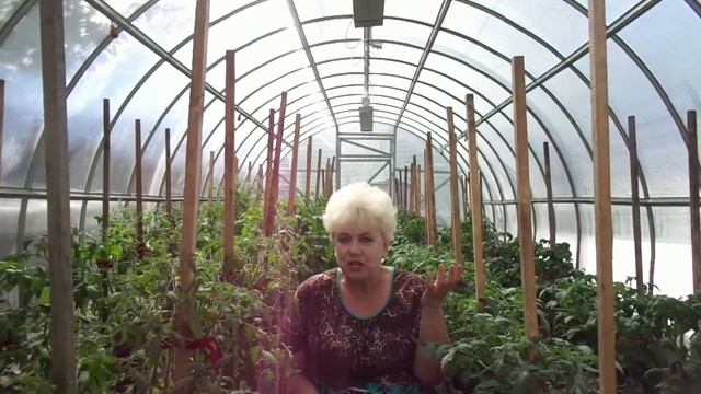 КАК ПОЛИВАТЬ ТОМАТЫ? Ольга Чернова. смотреть онлайн