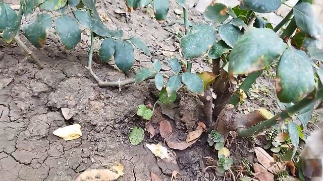 ОСЕННИЙ САД, СОБРАЛИ ВЕСЬ УРОЖАЙ, ХРИЗАНТЕМЫ И РОЗЫ РАДУЮТ ГЛАЗ смотреть онлайн