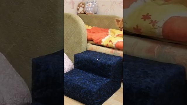 DIY Мягкая лестница из поролона для чихуахуа и других собак мелких пород своими руками #shorts смотреть онлайн