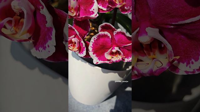 Phal. Knight Rider 🔥 Домашнее цветение шикарной крупноцветковой орхидеи бабочки Найт Райдер ❤️ смотреть онлайн