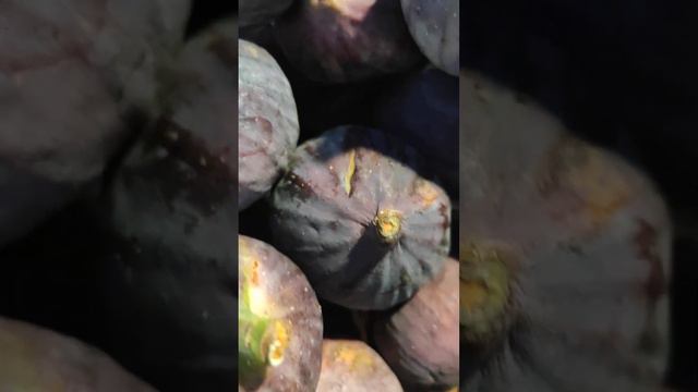 انجیری ترو تازه Инжир полезно для здоровья. Авторские права защищены. смотреть онлайн