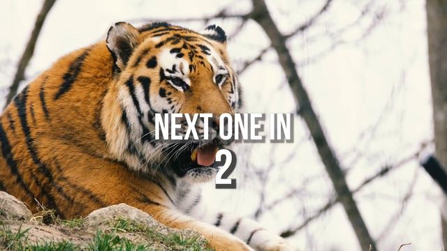 Easy Animal Guessing Game For English Learners | ESL Animal Activities, Worksheets And Lesson Plans