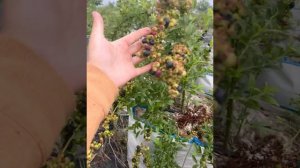 Голубика сорт ПУТТЕ.