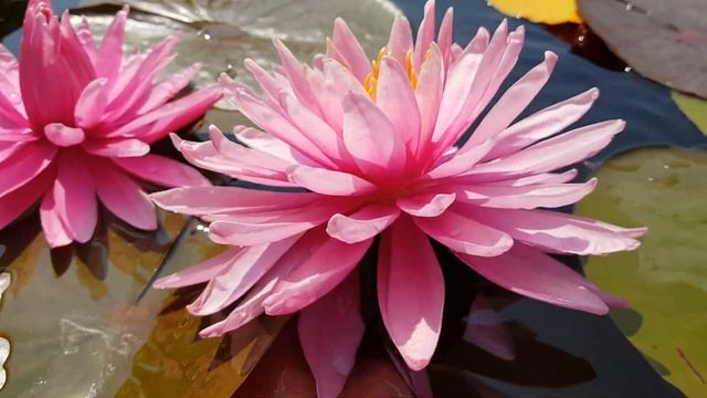 Нимфея Ульяна (нимфея Ulyana) мой гибрид 2018 г. Хохолок на цветке первого дня! смотреть онлайн