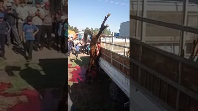 КОНЬ ПОВИСЛА НА БОРТУ КИШКА ТОРЧИТ смотреть онлайн