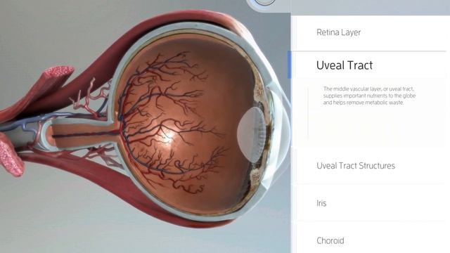 Anatomy and Physiology of the Eye on Phone &Tablets смотреть онлайн