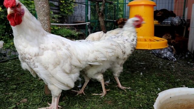 Пушкинские и павловские куры. 2,5 месяца смотреть онлайн