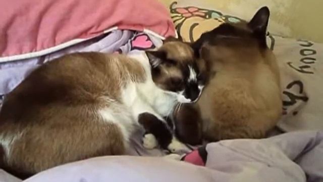 Amor de gatos смотреть онлайн
