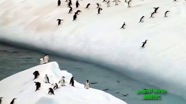 пингвины на айсберги, Penguins On Icebergs