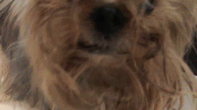 Мой ёжик кушает :3 [ My hedgehog eating :3] смотреть онлайн