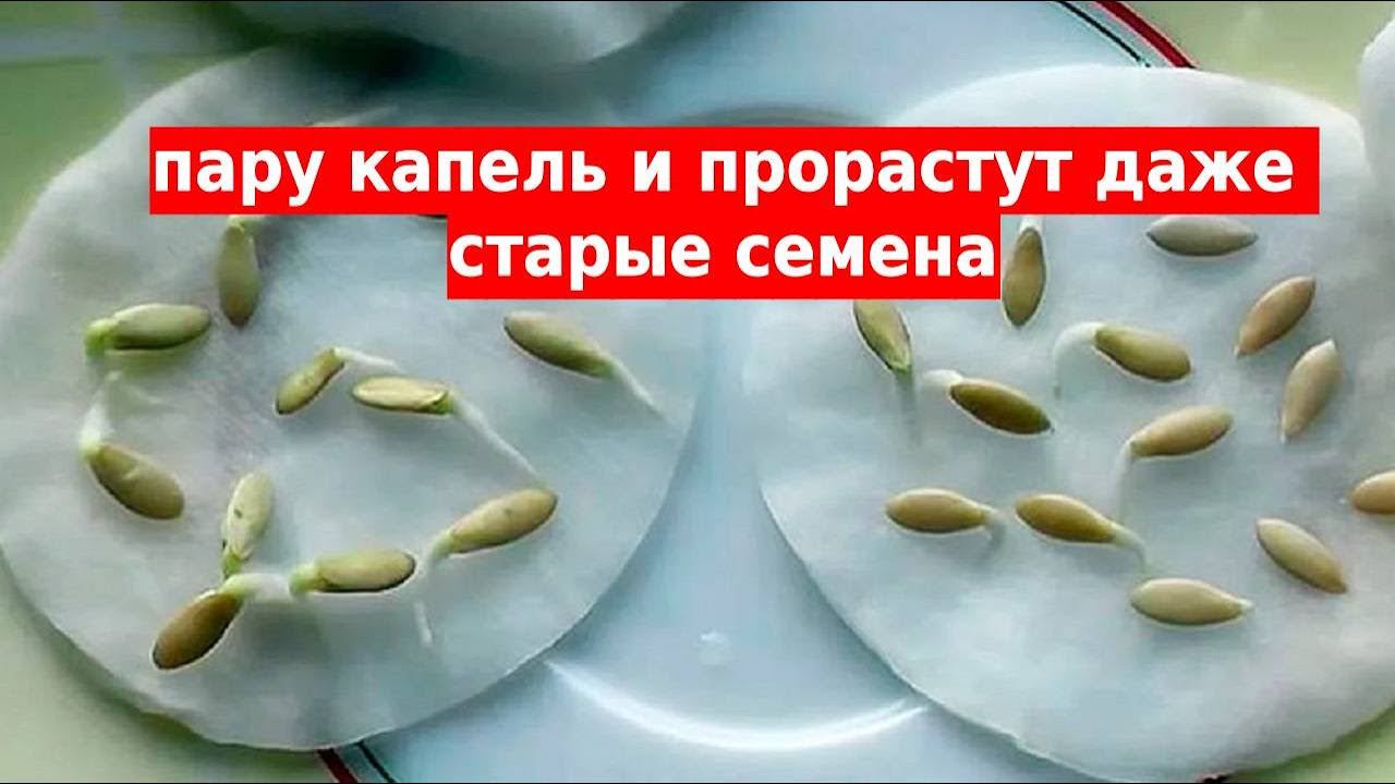 Семена прорастают за сутки. Быстрая всхожесть любых семян смотреть онлайн
