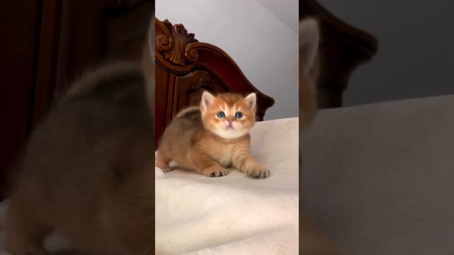 Lionsheart British Shorthair Chinchilla Golden Kittens