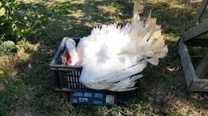 Индюки Биг-6 и Бронза708 в возрасте 4 месяца 10 дней. Забой индюка и выход мяса.