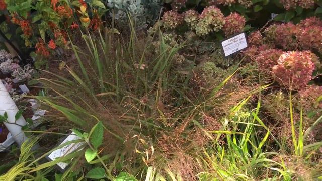 Цветочное шоу в Визли 2023 | Wisley RHS смотреть онлайн