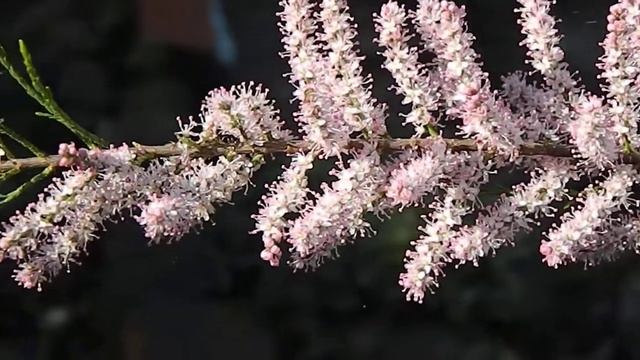 Тамарикс-Бисерное дерево.