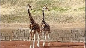 Как спариваются жирафы  Giraffe mating