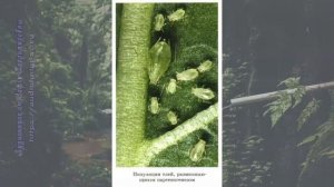 Биология 11 кл Теремов §55 Экологическая структура популяции