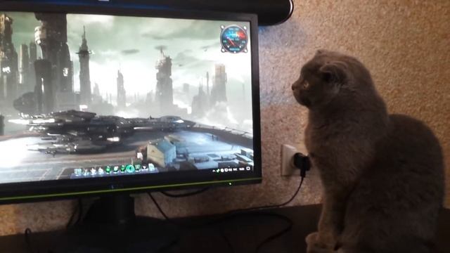 кот залип в живые обои