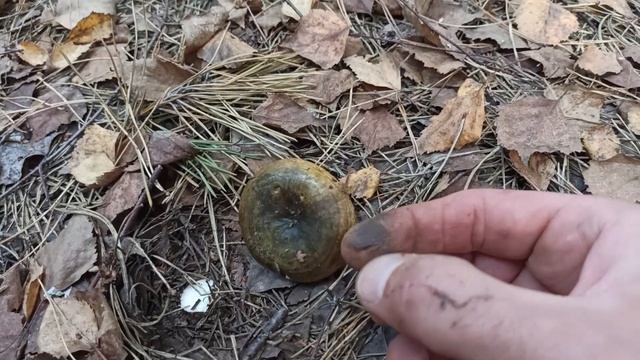 Осенний лес не перестаёт удивлять. Чёрный груздь смотреть онлайн