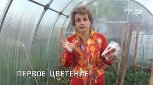 Биозащита растений  Препараты Алирин Б и Гамаир. Овощи без химии!