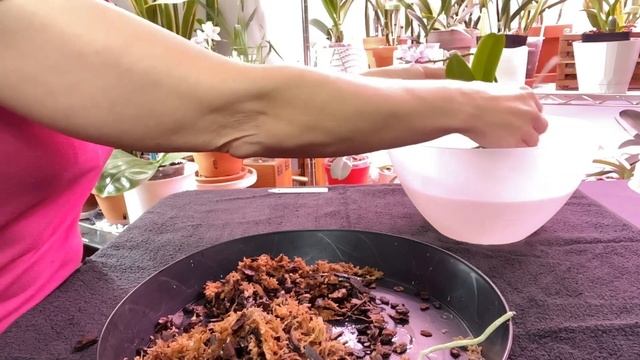 Phalaenopsis Semihydro Summer Rose 'Blue Star' Phalaenopsis into semihydro смотреть онлайн