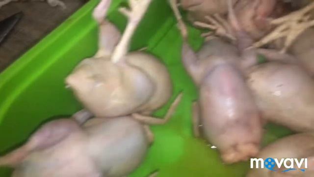 Разделка и готовка перепепела завершающая часть . смотреть онлайн
