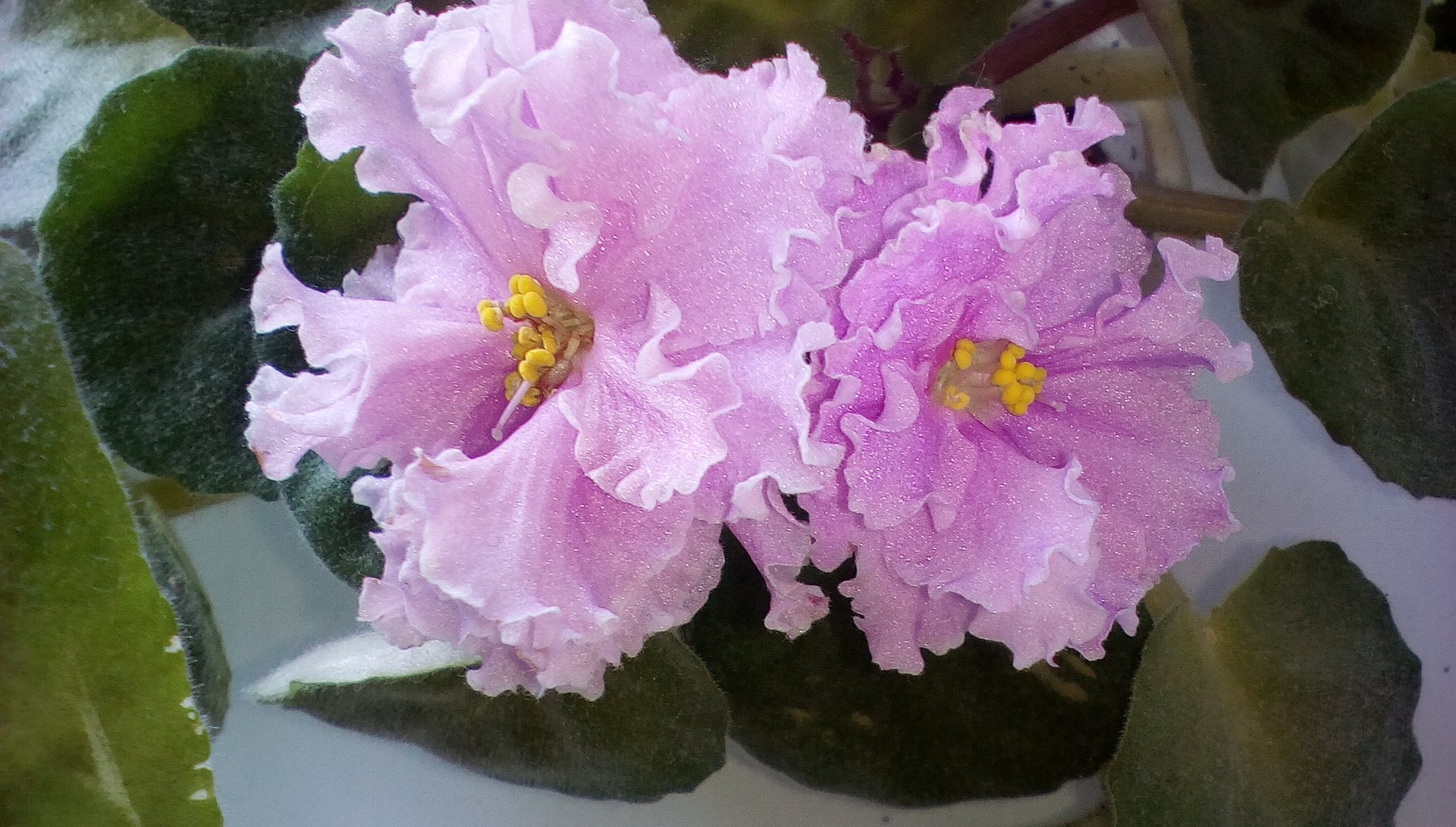 Почему не цветут фиалки, КАК ЗАСТАВИТЬ ФИАЛКУ ЗАЦВЕСТИ, Секреты цветения фиалки круглый год смотреть онлайн