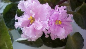 Почему не цветут фиалки, КАК ЗАСТАВИТЬ ФИАЛКУ ЗАЦВЕСТИ, Секреты цветения фиалки круглый год