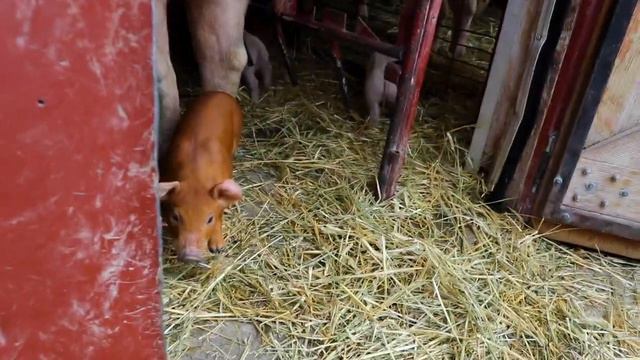 Minnesota Zoo Virtual Farm Babies - Piglet video 3 смотреть онлайн