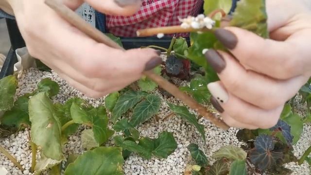 Стоит ли укоренять в перлите? Результаты черенкование пеларгонии и клубневой бегонии смотреть онлайн