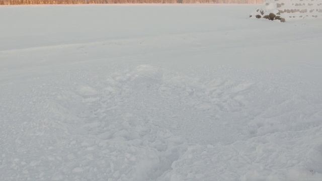 Зимняя встреча с зубром в дикой природе. смотреть онлайн