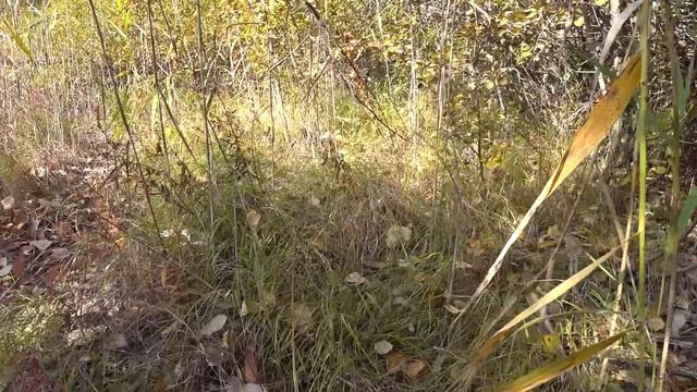 Маслят сколько хочешь, но если хочешь подосиновиков - пожалуйста!) смотреть онлайн