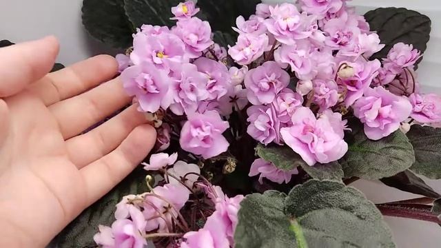 Фиалка Трейлер Dresden Doll смотреть онлайн