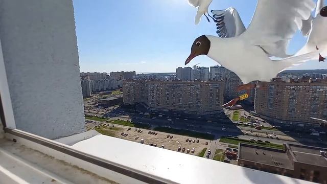 Озерные чайки смотреть онлайн