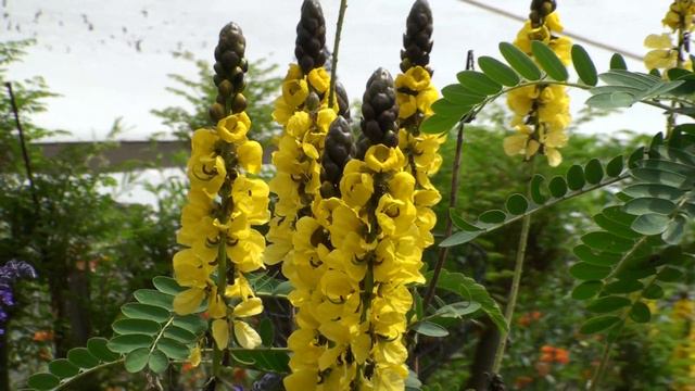 Парк Утопия в Израиле (31).MTS смотреть онлайн