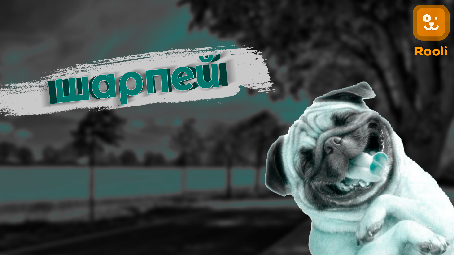 Шарпей: история, характеристики породы, фото щенков и советы по уходу смотреть онлайн