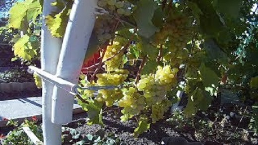 Виноград осенью.Поздний сорт винограда Плевен устойчивый смотреть онлайн