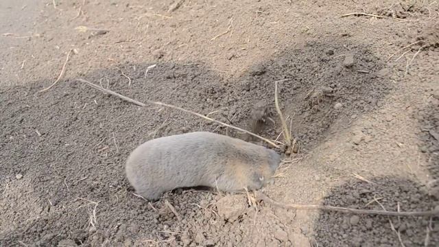 Как крот роет нору