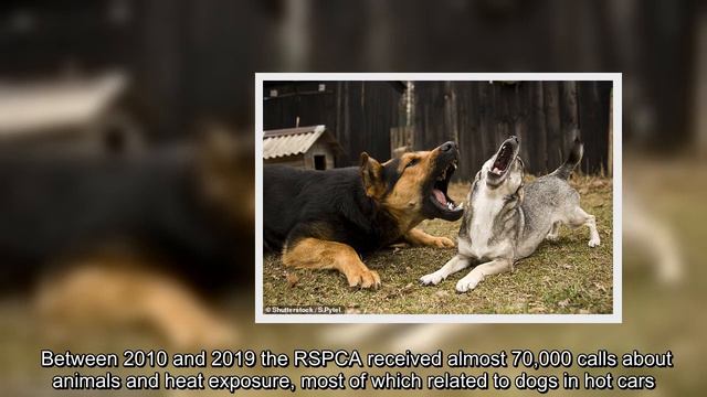 ✅ Brainy dog owners are more likely to have badly behaved pets смотреть онлайн