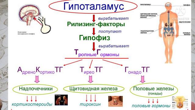 Зарари Банг,Чарс,Хашиш.Нашьаманди ва роххои халоси смотреть онлайн