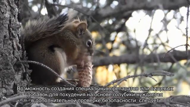 Голубика избавит от жира смотреть онлайн