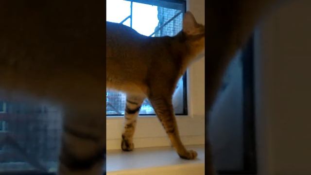 Чаузи F-1 Гарфилд